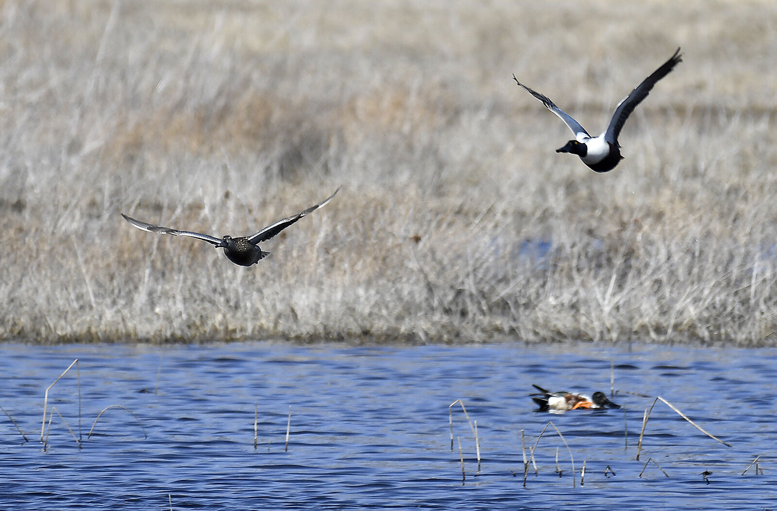Salt Plains nacionalinis laukinės gamtos prieglobstis
